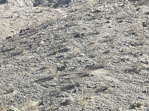 iNaturalist observation photo of Desert Bighorn Sheep