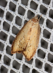 Parocystola leucospora
