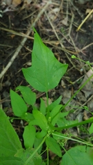 Chenopodiastrum simplex