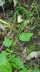 Chenopodiastrum simplex