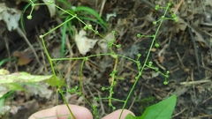 Chenopodiastrum simplex