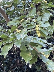 Angiospermae