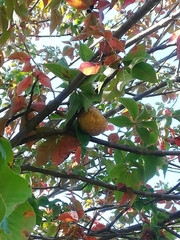 Aesculus glabra glabra