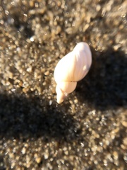 Campeloma decisum