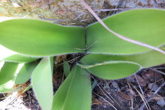 Haemanthus albiflos