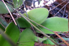 Haemanthus albiflos