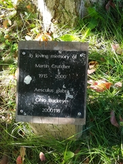 Aesculus glabra glabra