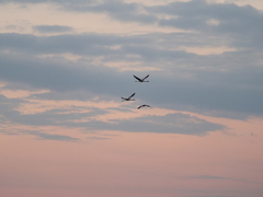 Phoenicopterus chilensis