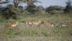 Aepyceros melampus melampus