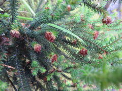 Erica stylaris