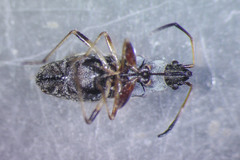 Ligyrocoris diffusus