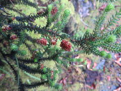 Erica stylaris