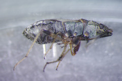 Ligyrocoris diffusus