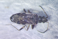 Ligyrocoris diffusus