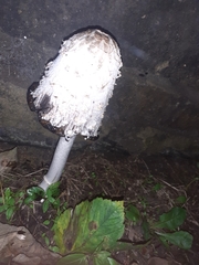 Coprinus comatus