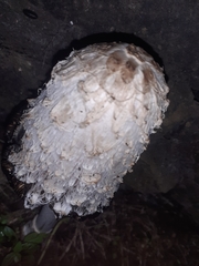 Coprinus comatus