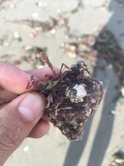 Xanthochorus cassidiformis