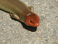 Plestiodon gilberti placerensis