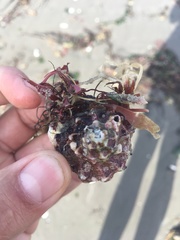 Xanthochorus cassidiformis