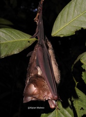 Hipposideros diadema