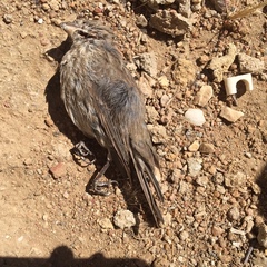 Haemorhous mexicanus