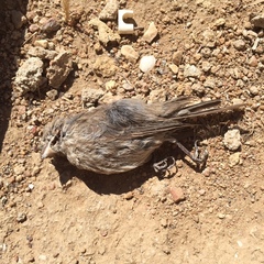 Haemorhous mexicanus