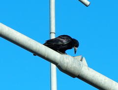 Corvus frugilegus