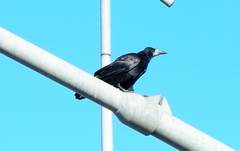 Corvus frugilegus