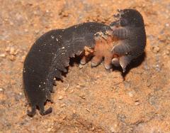 Peripatopsis capensis