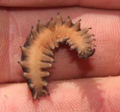 Peripatopsis capensis