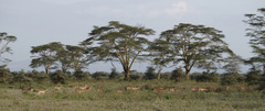 Aepyceros melampus melampus