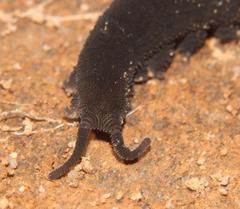 Peripatopsis capensis