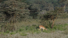Aepyceros melampus melampus