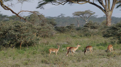 Aepyceros melampus melampus