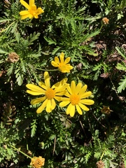 Euryops chrysanthemoides