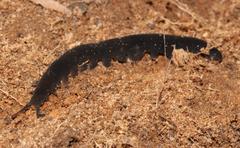 Peripatopsis capensis