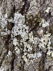 Parmelioideae