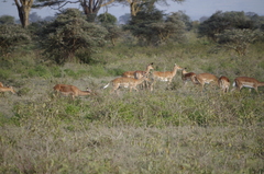 Aepyceros melampus melampus