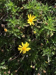 Euryops chrysanthemoides