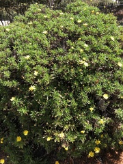 Euryops chrysanthemoides