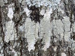 Parmelioideae
