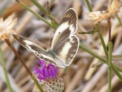 Parapolydora fastigiata