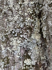 Parmelioideae