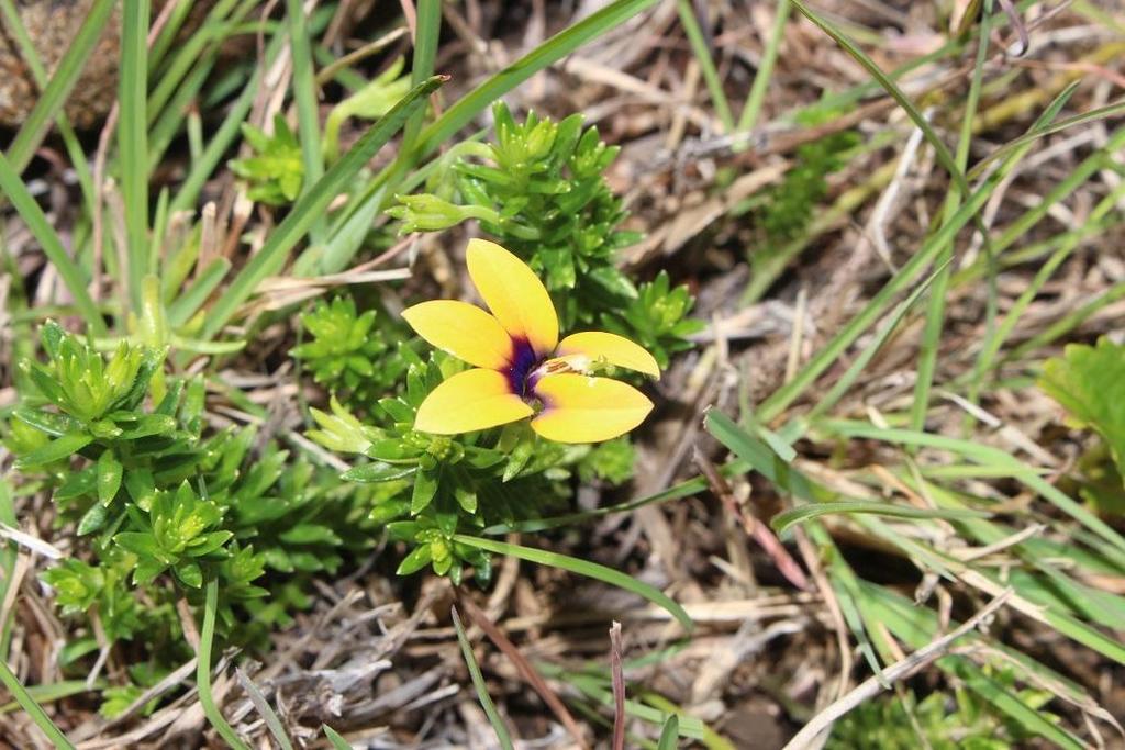 Monopsis scabra (Wild Violet, Brown Lobelia)