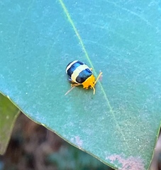 Paranaita generosa