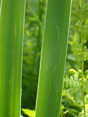 Cerodontha thompsoni