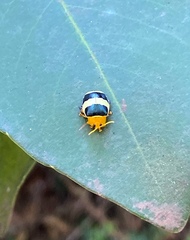 Paranaita generosa