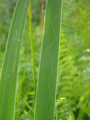 Cerodontha thompsoni