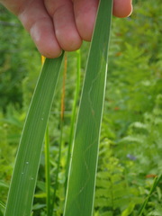 Cerodontha thompsoni