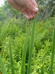 Cerodontha thompsoni